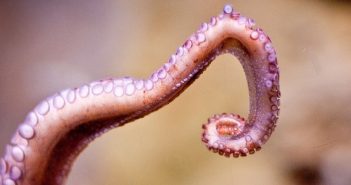 Multi-Tentacled Hentai Creature Rapes Every Living Thing at Local Dungeon